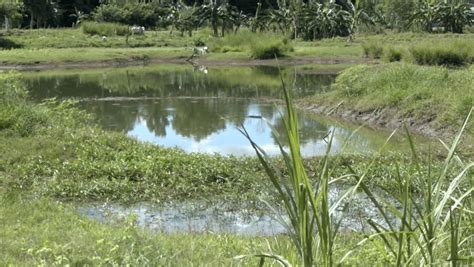 2 girls drown in pond in Batac City .